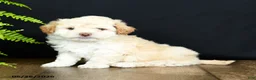 Mixed Breed dogs for sale: O Malley - Ad 3