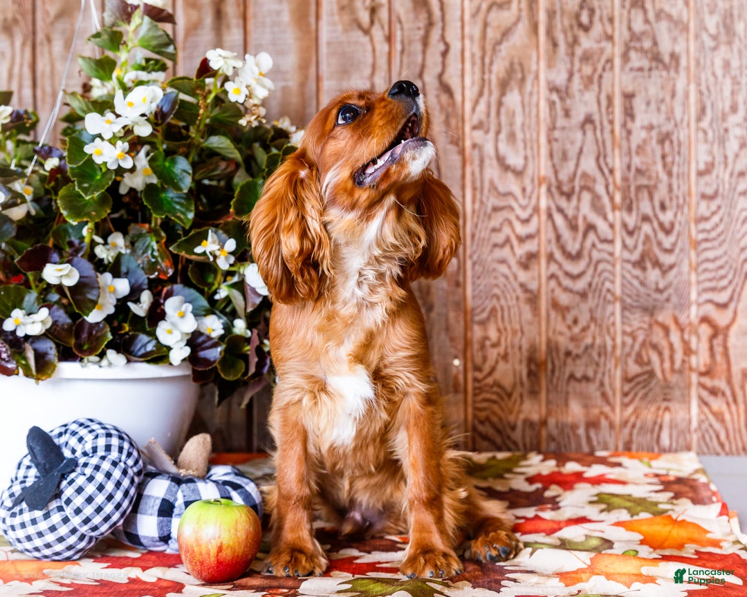 Cavalier King Charles Spaniel dogs for sale: Oliver - Ad 7