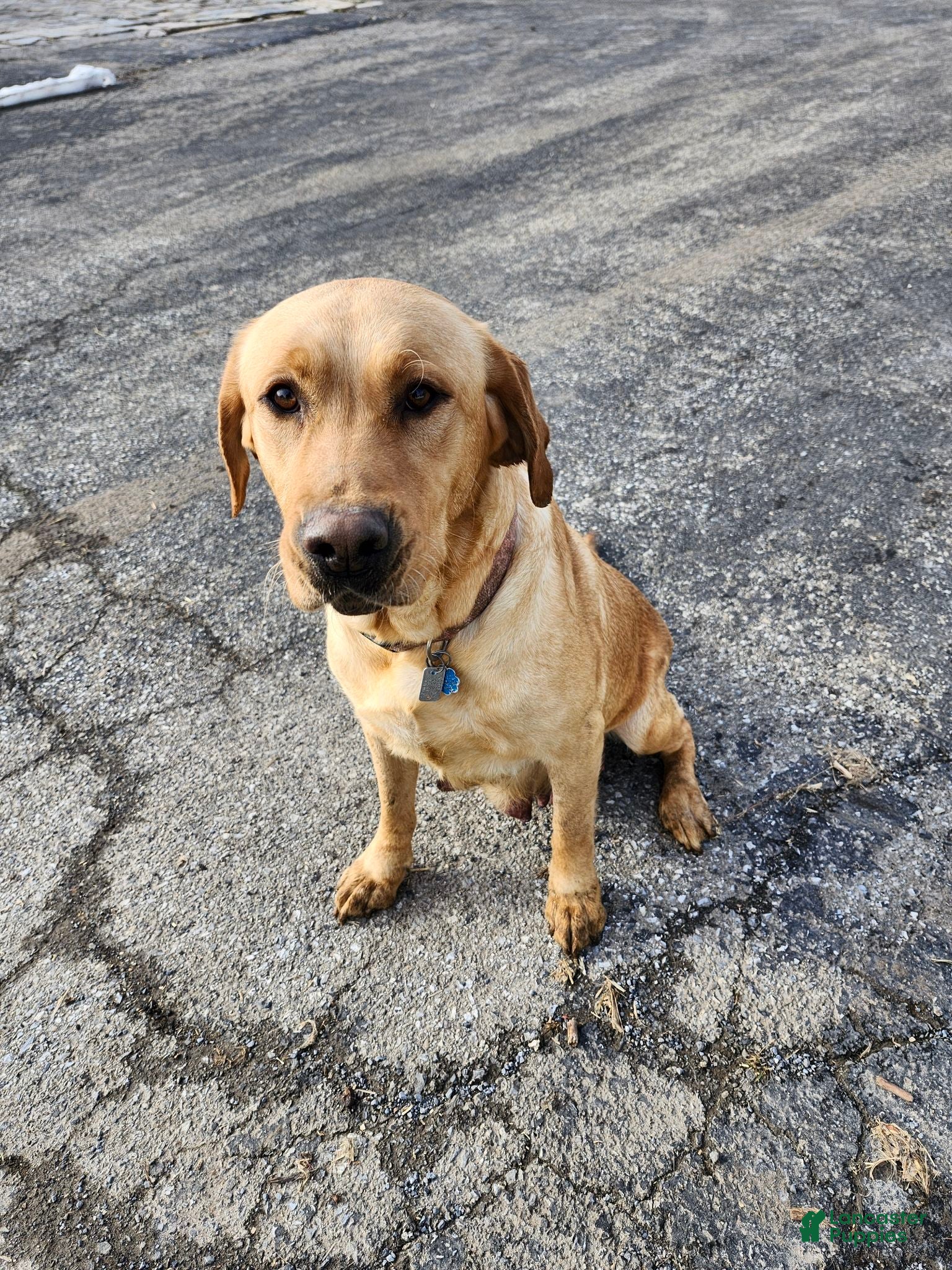 Labrador Retriever dogs Barkley - Ad 2