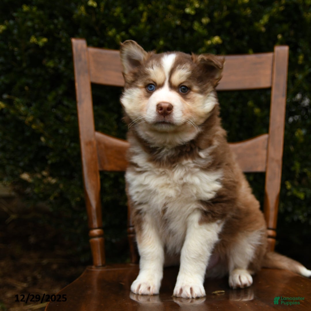 Mixed Breed dogs for sale: Ollie - Ad 3