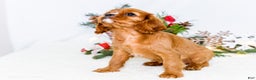 Cavalier King Charles Spaniel dogs for sale: Star - Ad 11