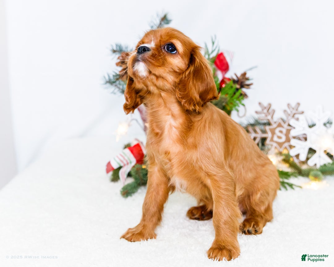 Cavalier King Charles Spaniel dogs for sale: Star - Ad 11