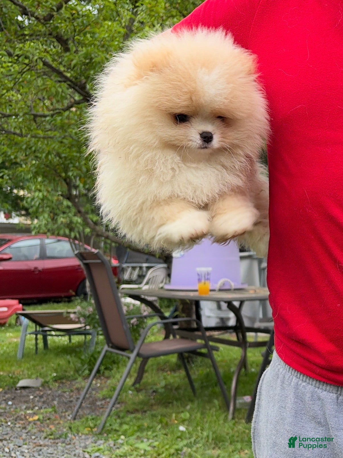 Pomeranian dogs Pomeranian Puppy 2 - Ad 2
