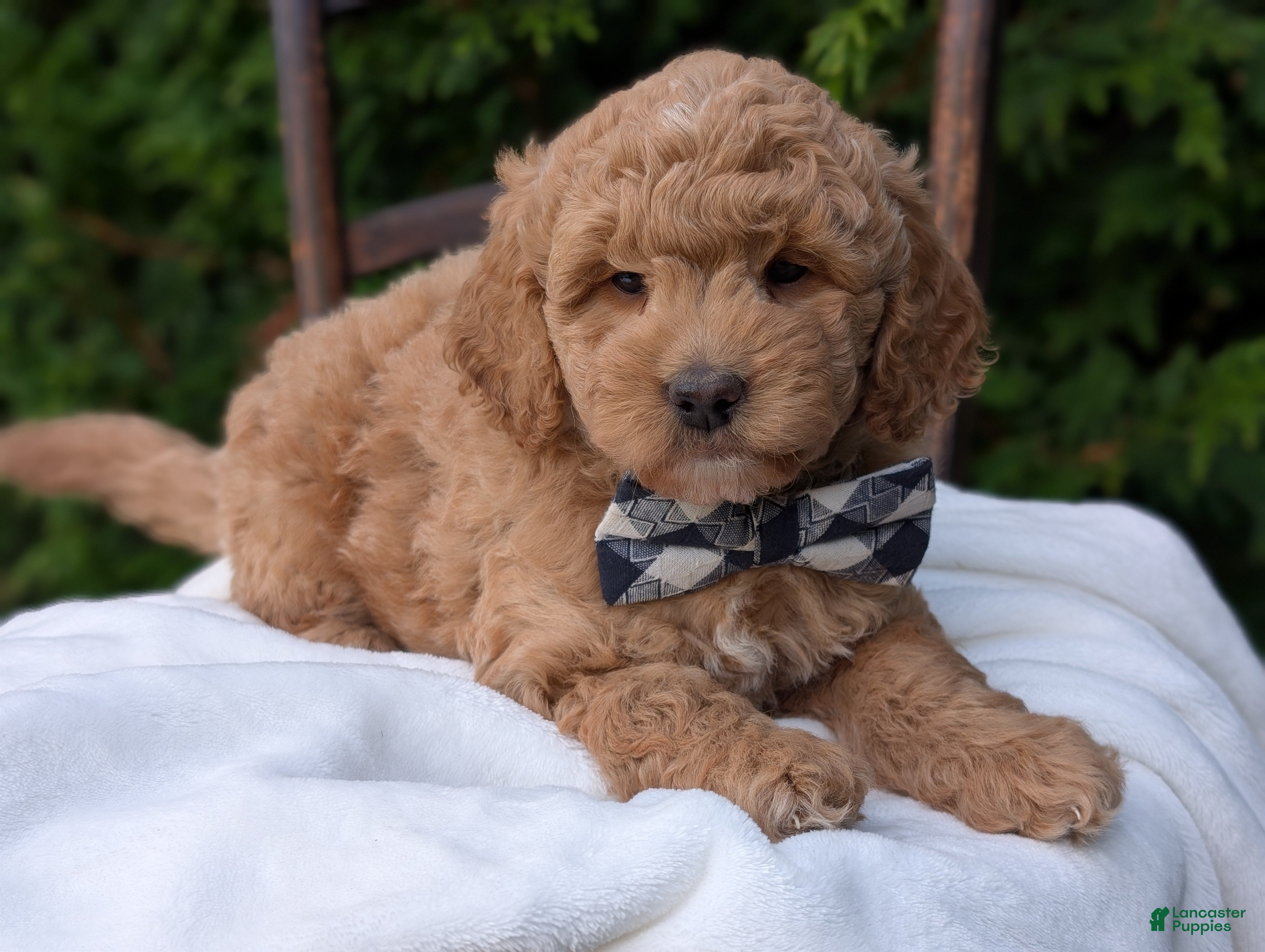 Mini Goldendoodle dogs Buster - Ad 2
