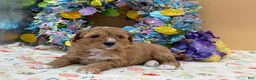 Mini Goldendoodle dogs for sale: Sandy Mini Goldendoodle Puppy  - Ad 7