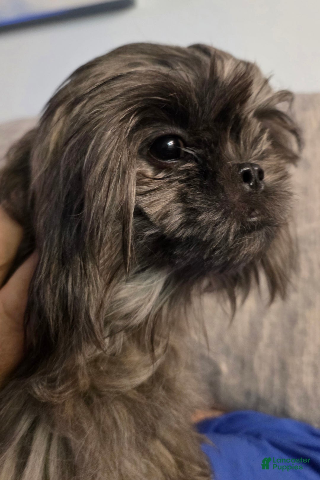 Malshi dogs for sale: Brindle - Ad 3