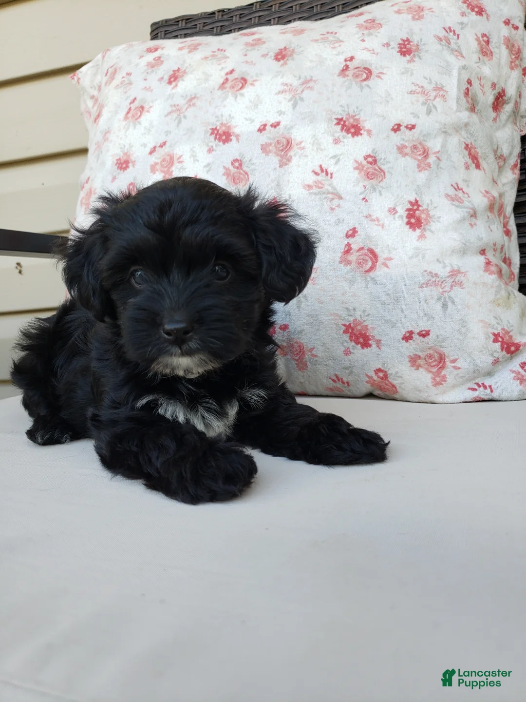 Yorkiepoo dogs for sale: Yorkiepoo 4 - Ad 1