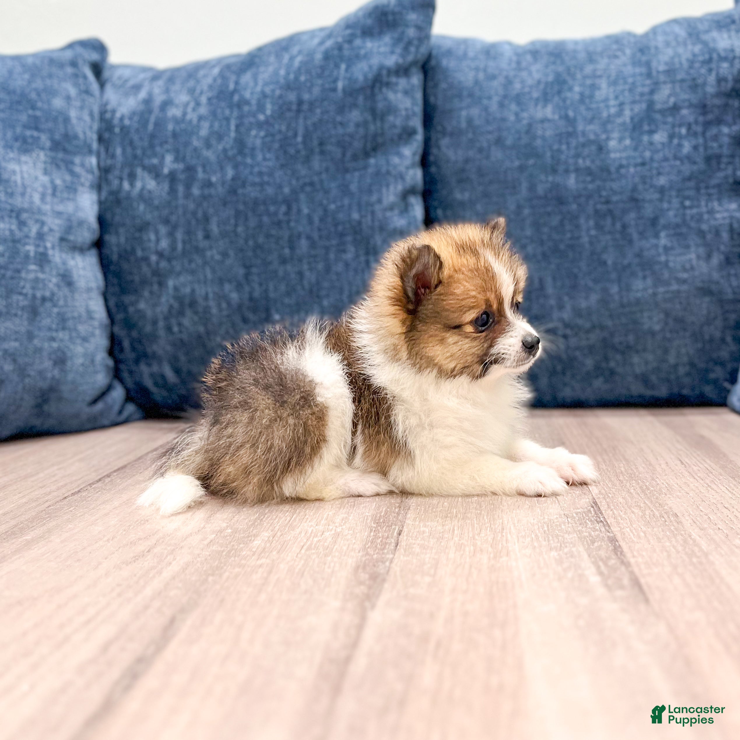 Pomeranian dogs Charlie - Ad 1