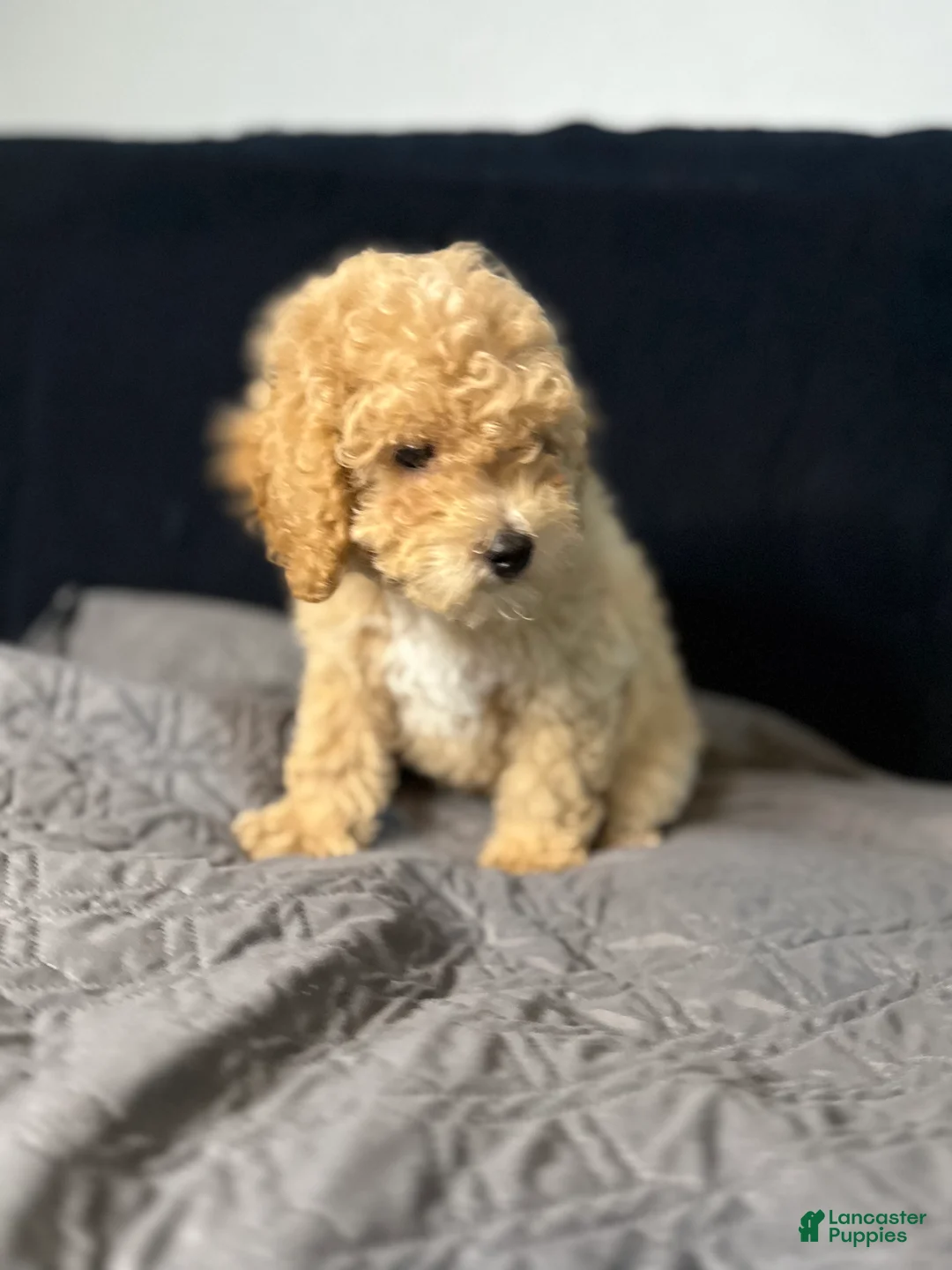 Mini Goldendoodle dogs for sale: Mini Goldendoodle 3 - Ad 2