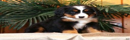 Bernese Mountain Dog dogs for sale: Jenny - Ad 8