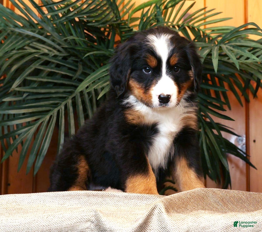 Bernese Mountain Dog dogs for sale: Jenny - Ad 8