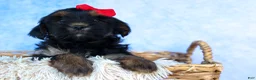 Shorkie dogs for sale: SAMMY - Ad 9