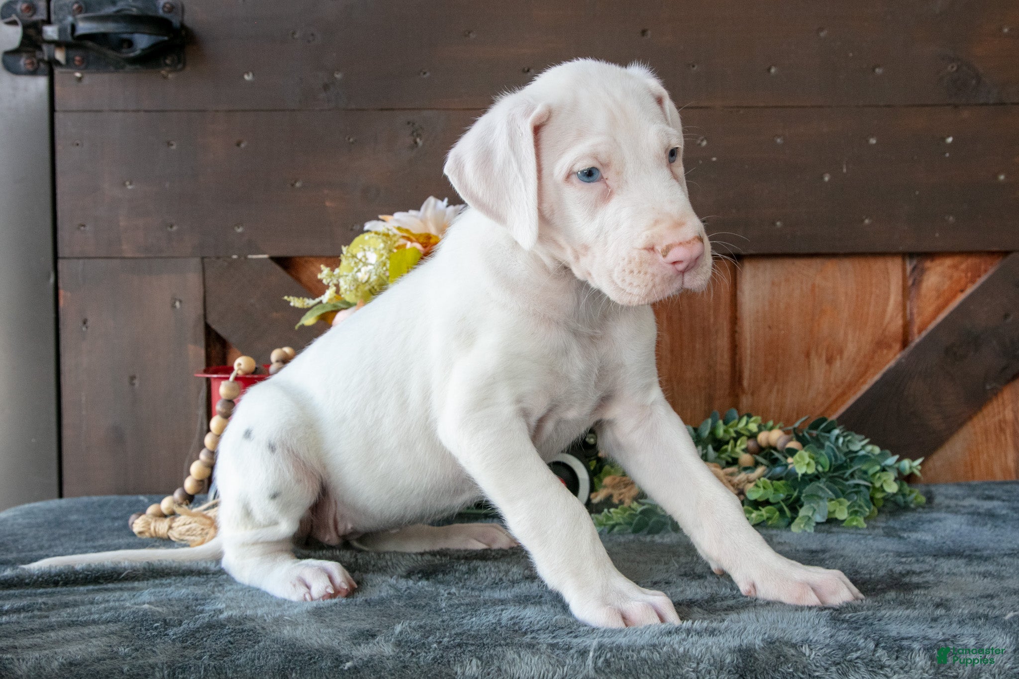 Great Dane dogs for sale: Amber - Ad 2