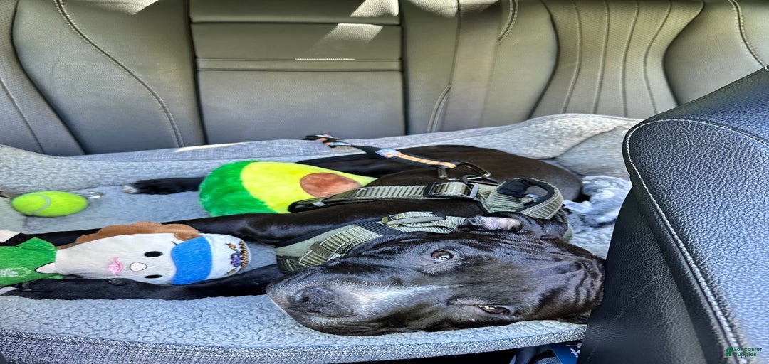 Gallery Image {{count}}