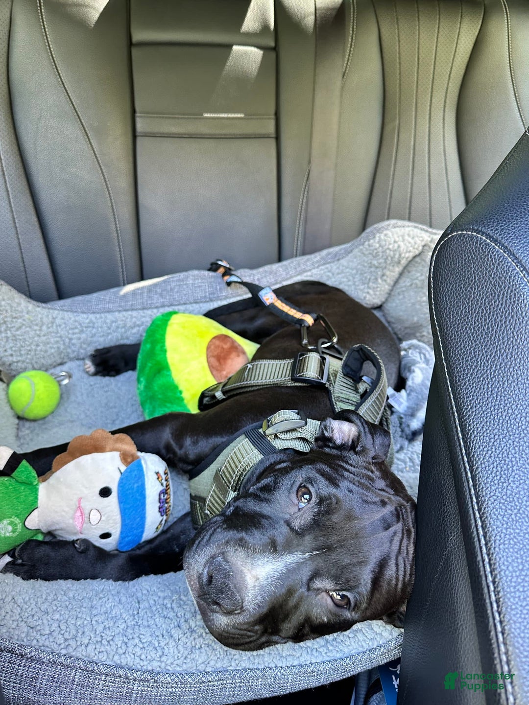 Gallery Image {{count}}