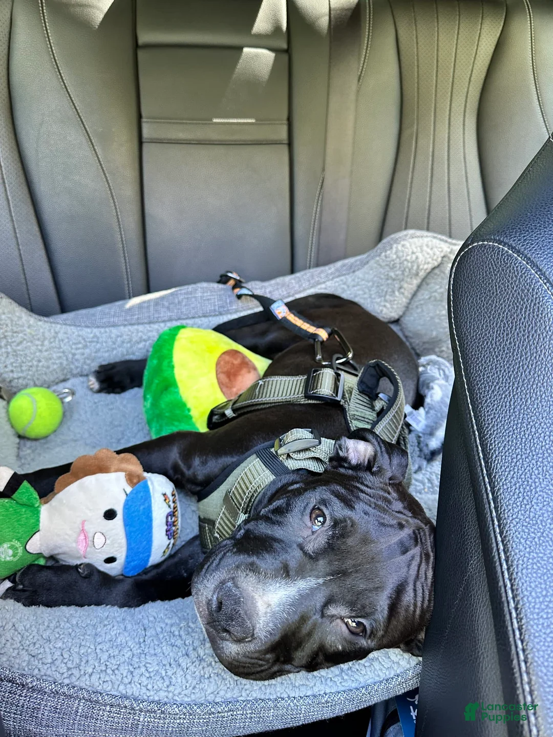 Gallery Image {{count}}