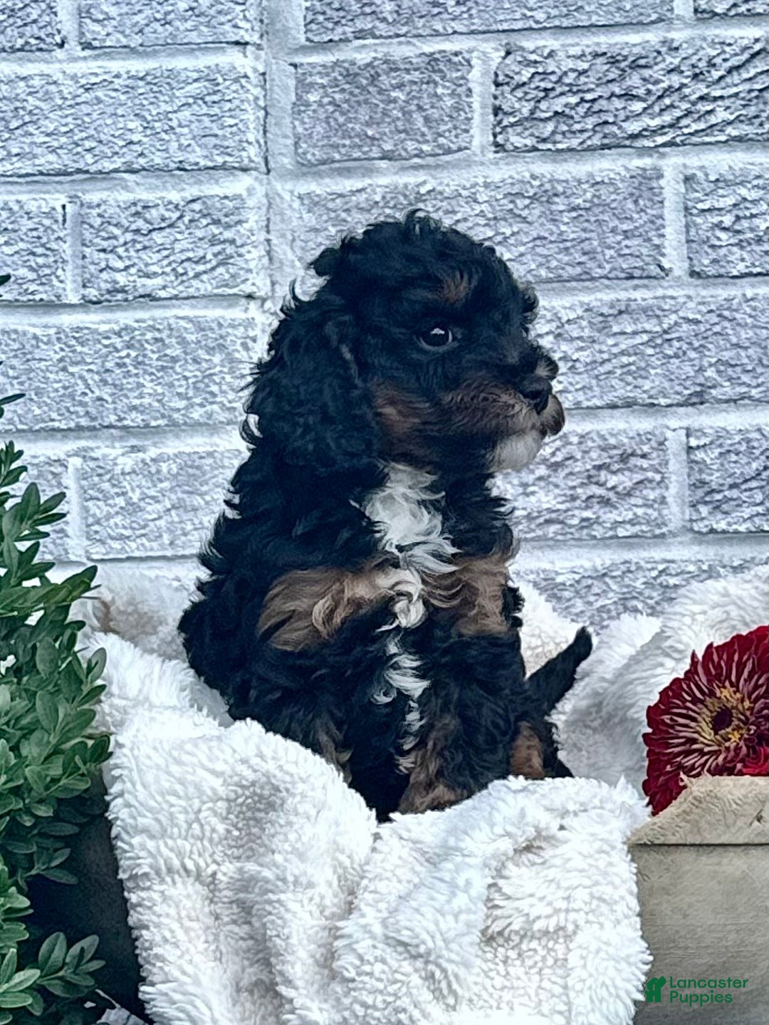 Cavapoo dogs for sale: Maverick - Ad 1