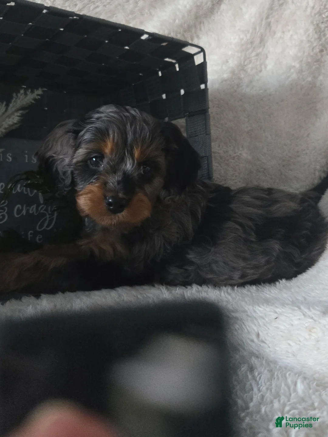Cavapoo dogs for sale: Sugar - Ad 12