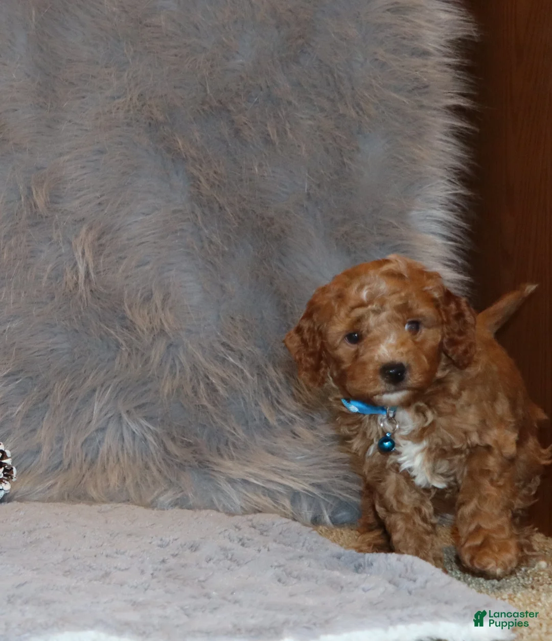 Mini Goldendoodle dogs for sale: Thomas 💙 Micro Miniature - Ad 3