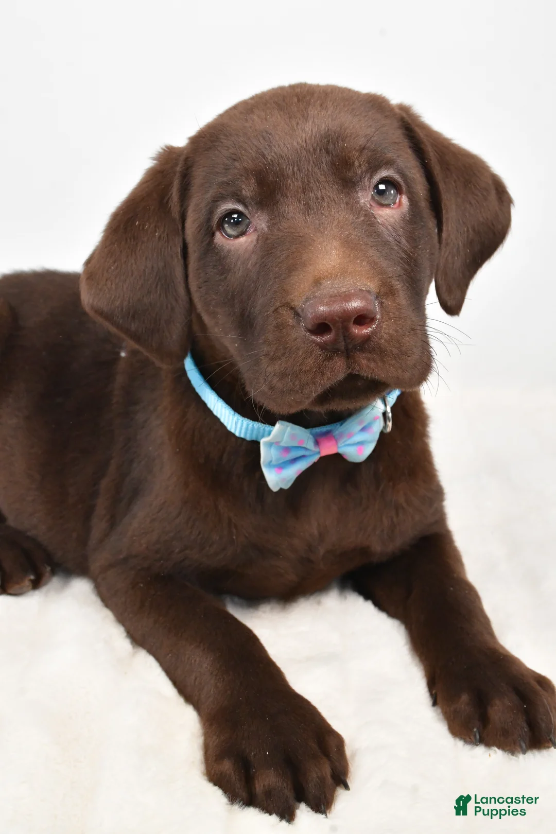 Labrador Retriever dogs for sale: Matthias - Ad 3