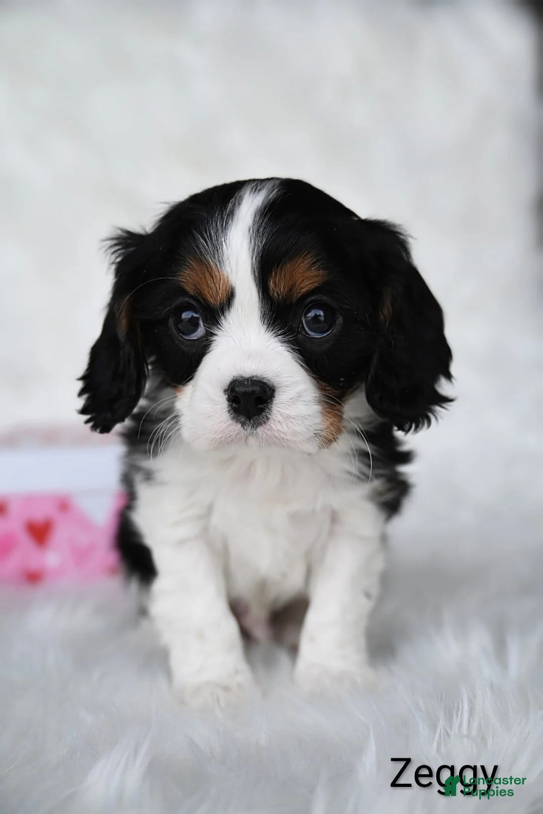 Cavalier King Charles Spaniel dogs for sale: Zeggy - Ad 2