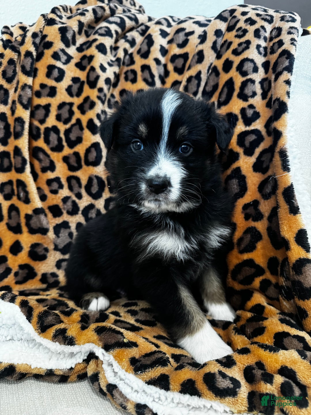 Australian Shepherd dogs for sale: Australian Shepherd Puppy 1 - Ad 2