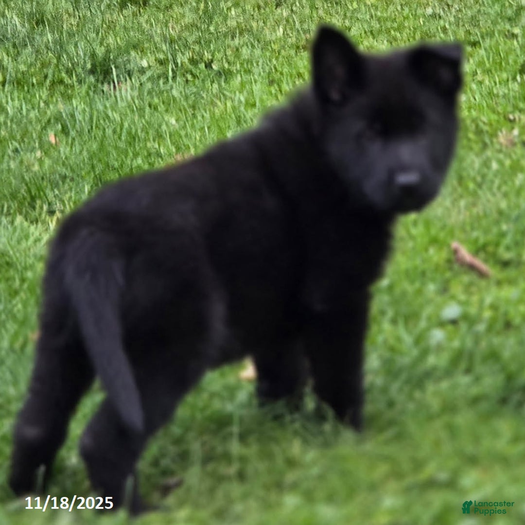 German Shepherd dogs for sale: Beyonce - Ad 6
