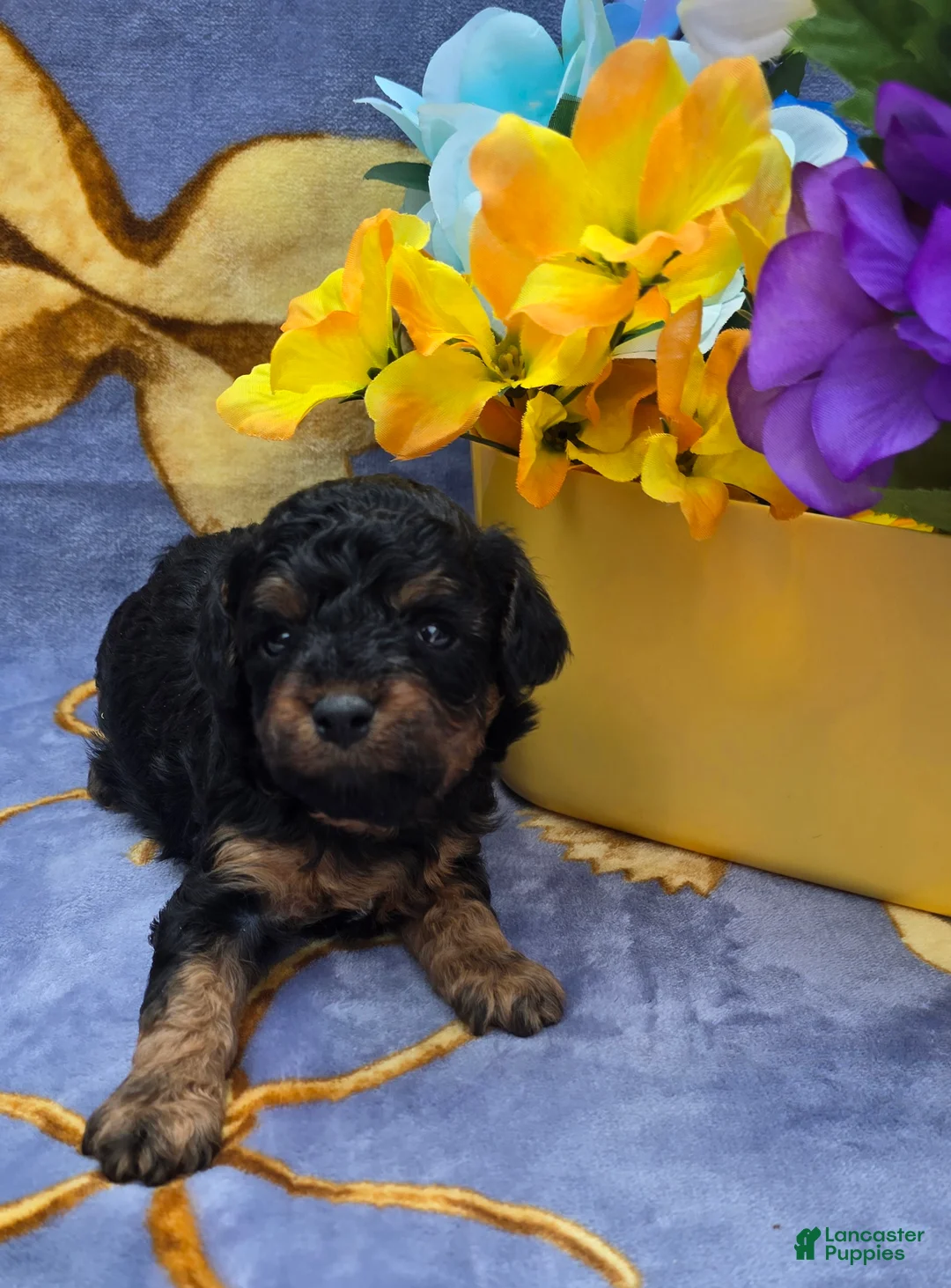 Cavapoo dogs for sale: Maui - Ad 1