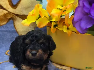 Cavapoo dogs Maui - Ad 37