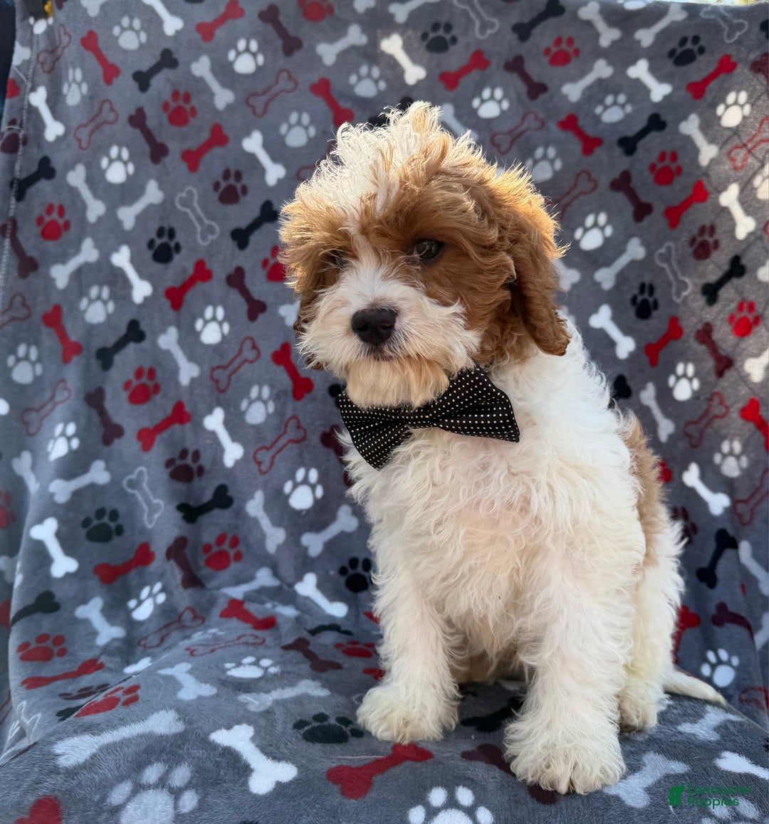 Cavapoo dogs for sale: Twix - Ad 5