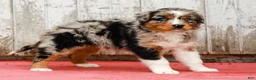 Australian Shepherd dogs for sale: Jay - Ad 7