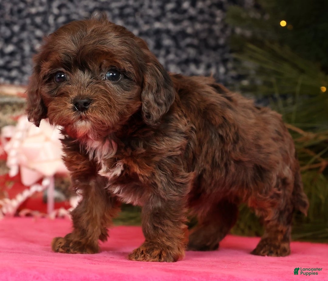 Cavapoo dogs for sale: Lincoln - Ad 8