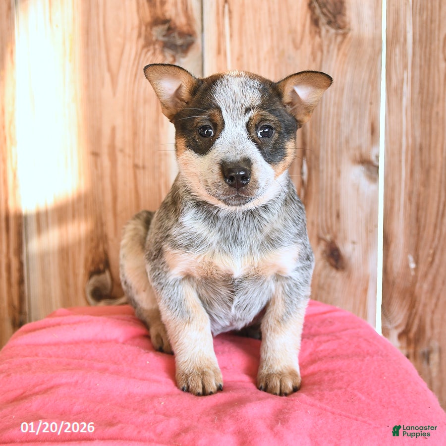 Australian Cattle Dog dogs Mamie - Ad 13