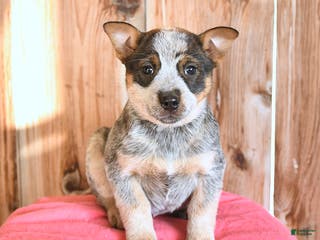 Australian Cattle Dog dogs Mamie - Ad 13