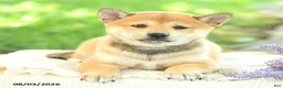Shiba Inu dogs for sale: Pearl  - Ad 3