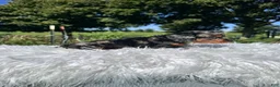 Miniature Dachshund dogs for sale: Carly  - Ad 5