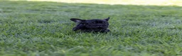 French Bulldog dogs for sale: Spidey - Ad 3