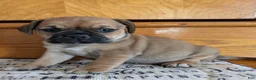Puggle dogs for sale: Kati - Ad 16