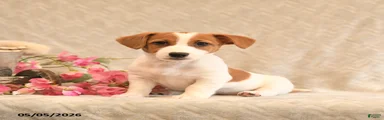 Rosie