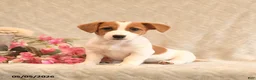 Jack Russell Terrier dogs for sale: Rosie - Ad 1
