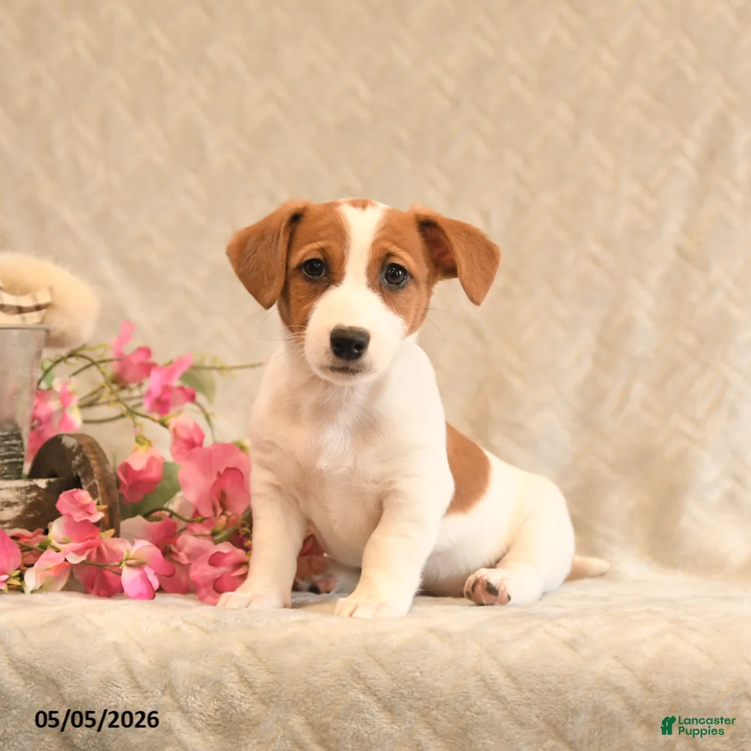 Jack Russell Terrier dogs for sale: Rosie - Ad 1