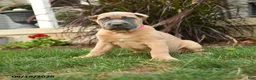 Cane Corso dogs for sale: Quest - Ad 2