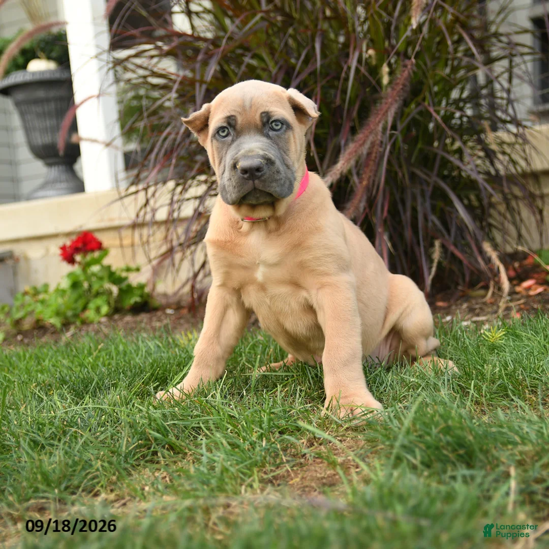 Cane Corso dogs for sale: Quest - Ad 2