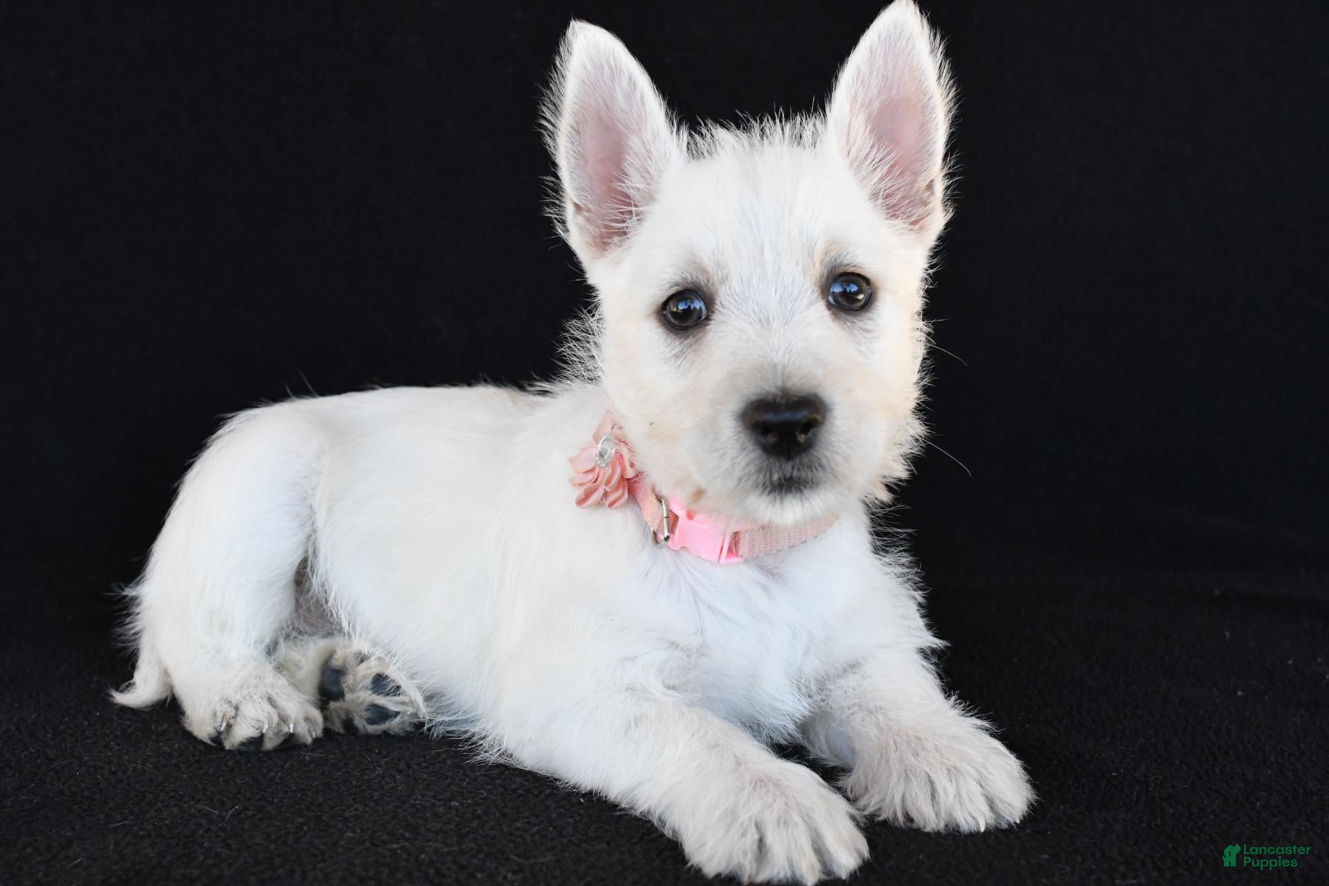 West Highland Terrier dogs for sale: Kelsey - Ad 2
