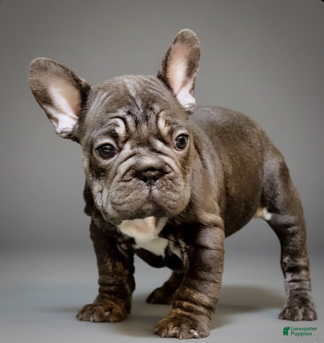 French Bulldog dogs  Puppy 4 - Ad 40