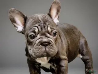French Bulldog dogs Puppy 4 - Ad 16
