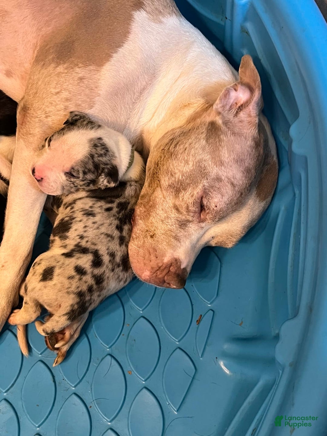 Meet Brazilla: The Stunning Lilac Tri XL Bully, image size:1080x1440