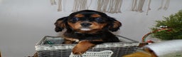 Cavalier King Charles Spaniel dogs for sale: Cavalier King Charles Spaniel Puppy 1Red Barron - Ad 1