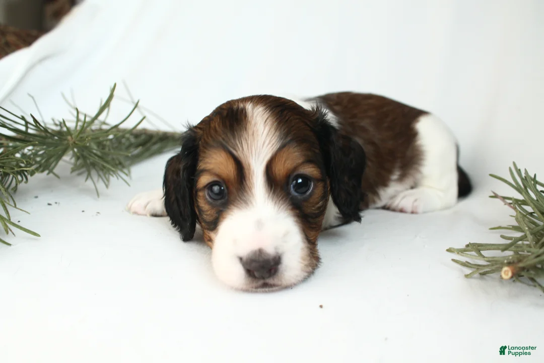 Dachshund dogs for sale: Valentine - Ad 4