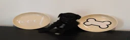 Mixed Breed dogs for sale: Black Abstract Male - Ad 1